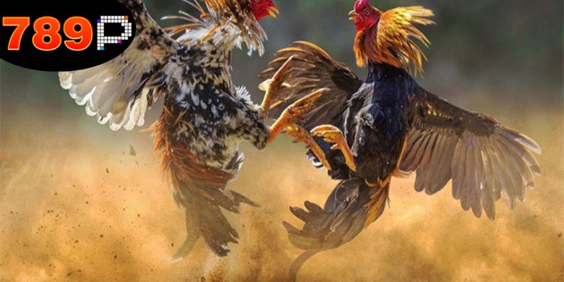 Đánh giá đối thủ là mẹo đá gà thắng lớn.