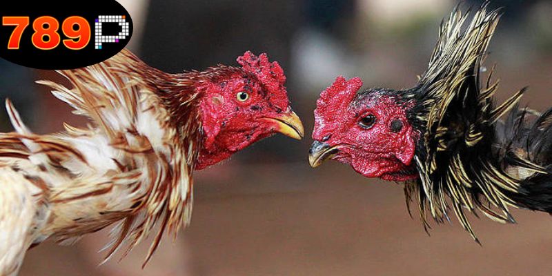 Quản lý tài chính là mẹo đá gà thắng lớn.